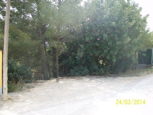 06 Palmeres 52 a