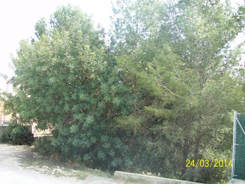 06 Palmeres 52 b