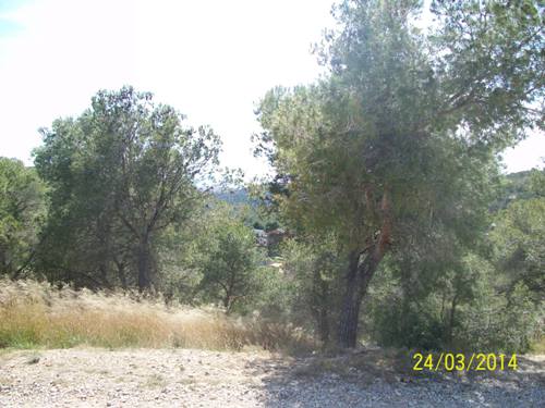 08 Palmeres 28 a