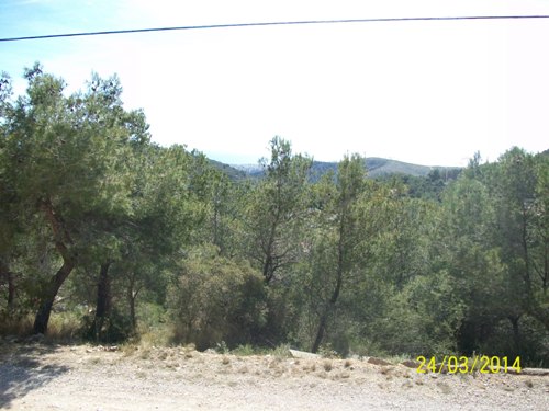 08 Palmeres 28 b