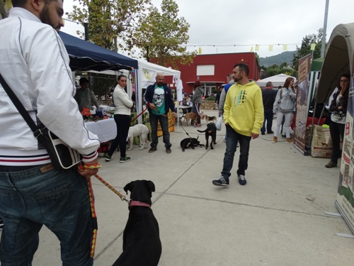 2015 10 18 CotxesAnimals 01