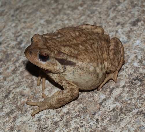 2017 03 30 FaunaCanyelles 02