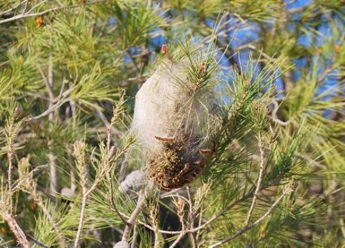2017 04 03 Processionaria